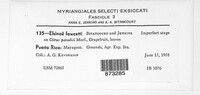 Elsinoe fawcettii image